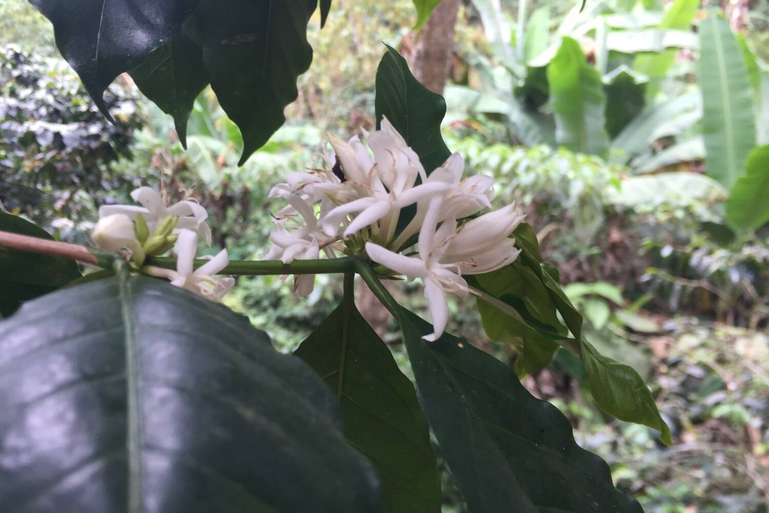 Colombia, Sierra Nevada, Finca Las Flores - Medium Roast - Image 3