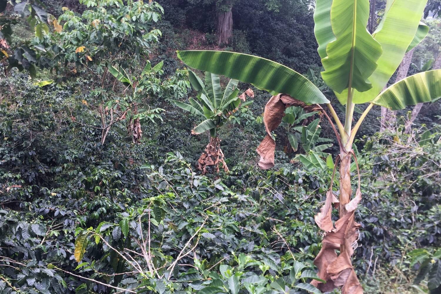 Colombia, Sierra Nevada, Finca Las Flores - Medium Roast - Image 5