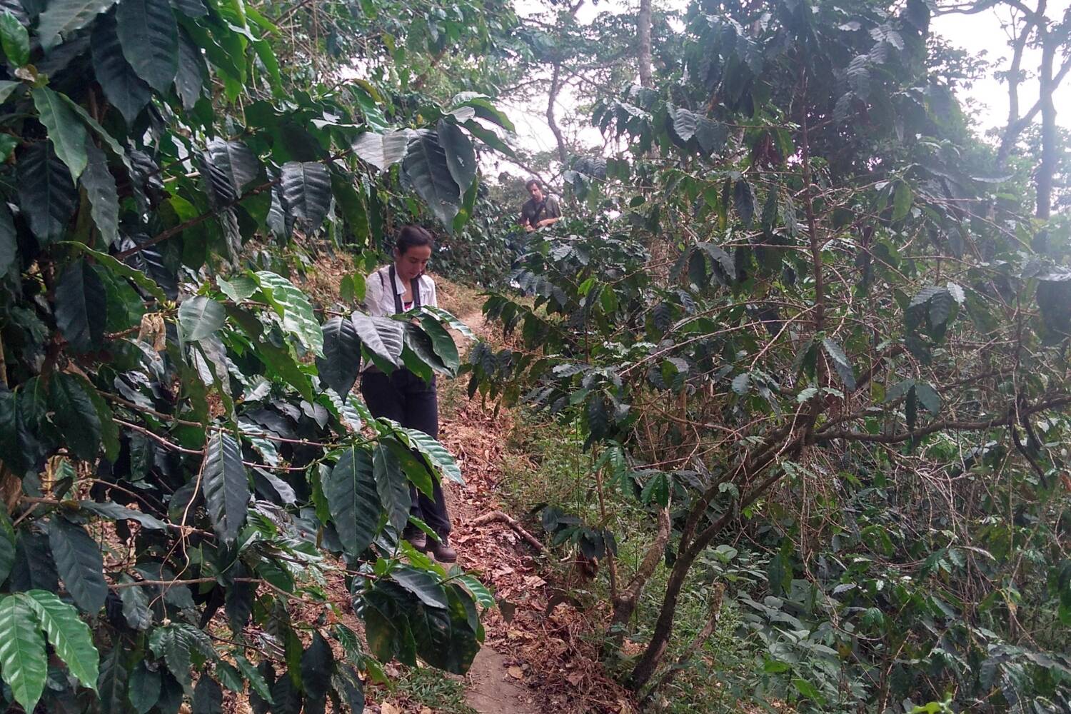 Colombia, Sierra Nevada, Finca Las Flores - Medium Roast - Image 6