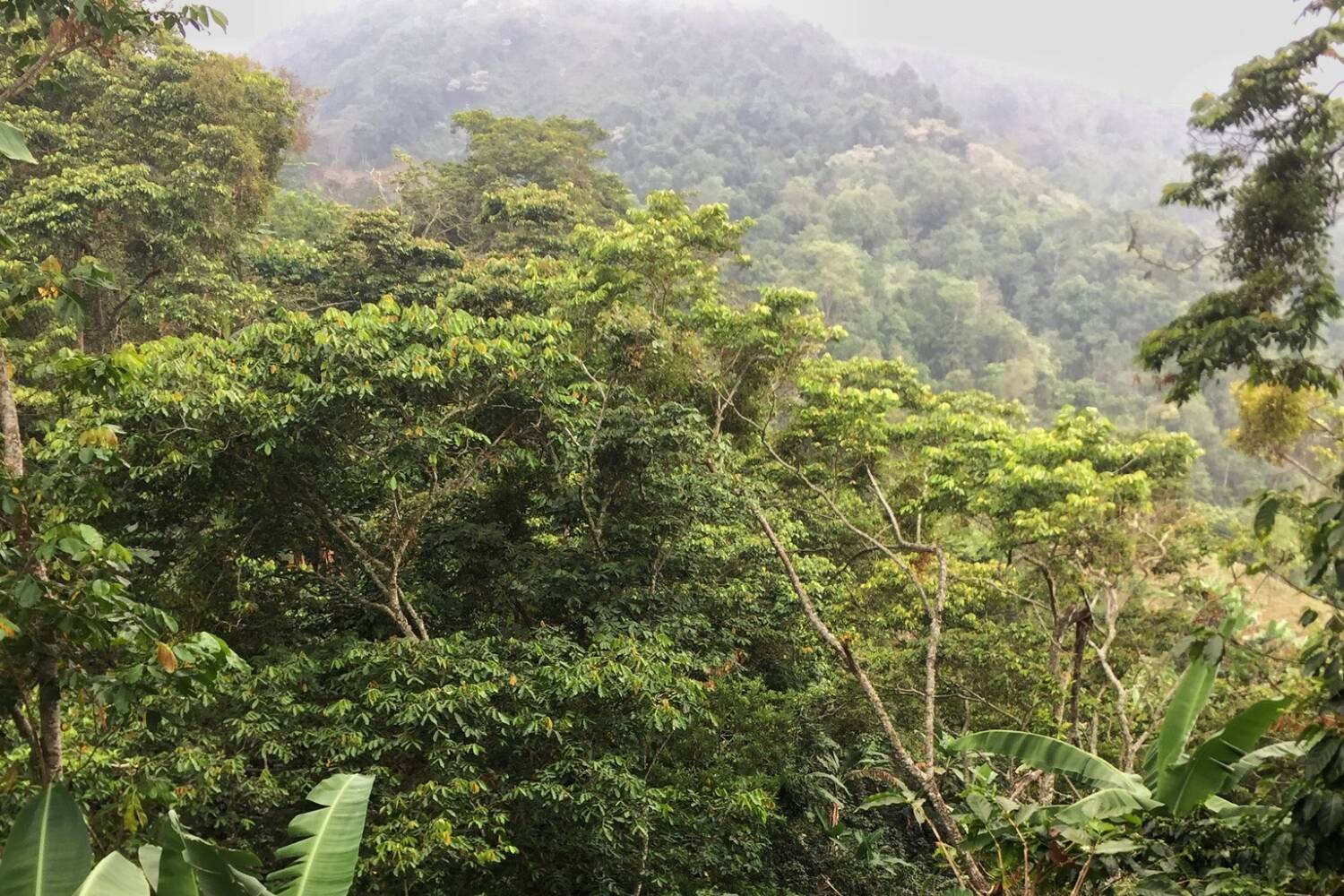 Colombia, Sierra Nevada, Finca Las Flores - Medium Roast - Image 4