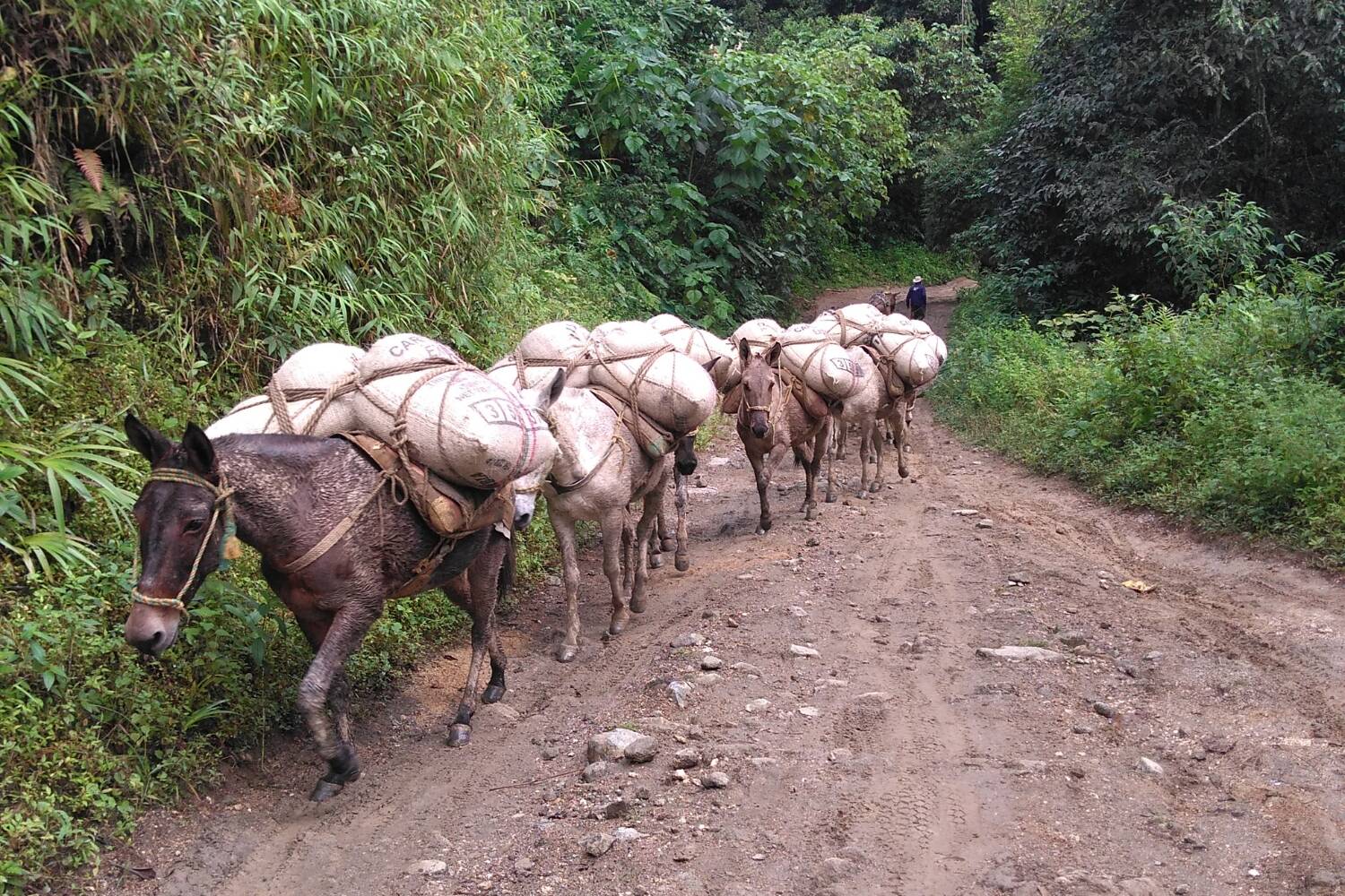 Colombia, Sierra Nevada, Finca Las Flores - Medium Roast - Image 2