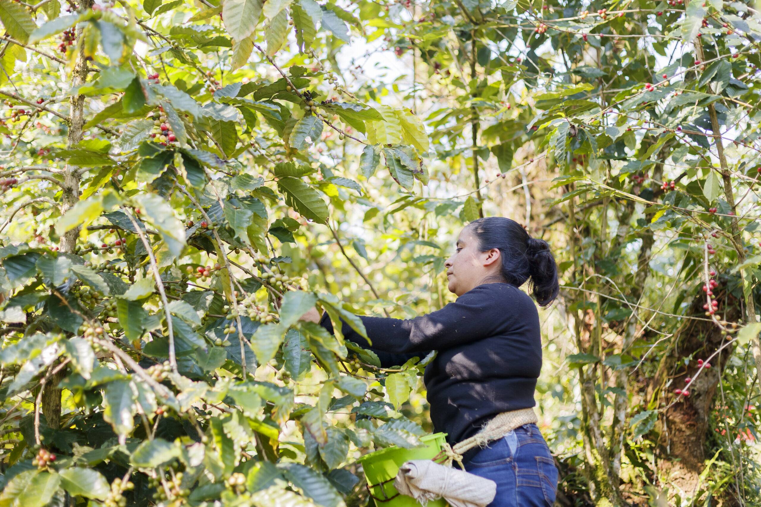 Mexico, Puebla, Lima Coffee - Image 3