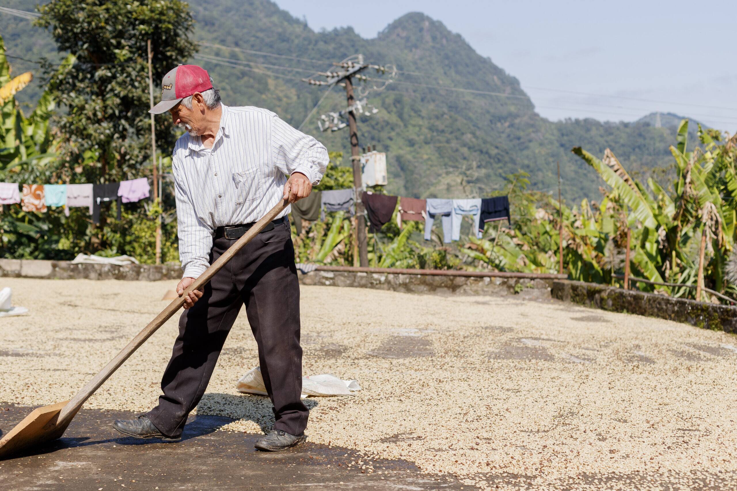 Mexico, Puebla, Lima Coffee - Image 6