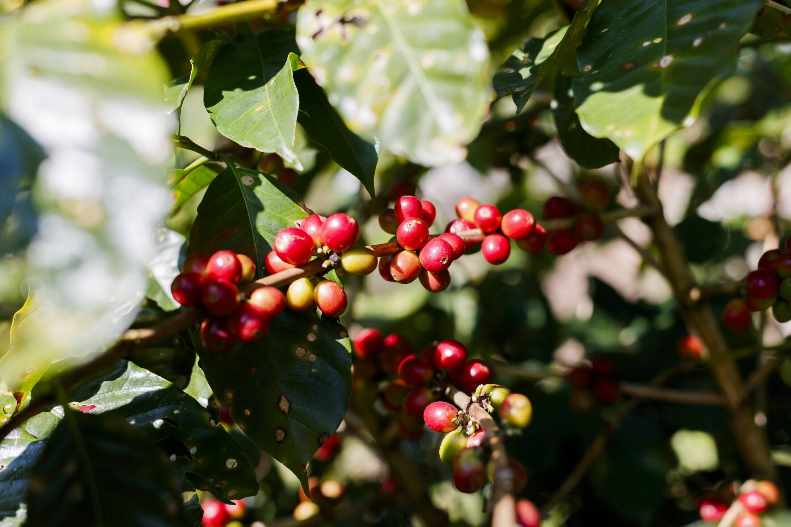 Mexico, Puebla, Lima Coffee - Image 4