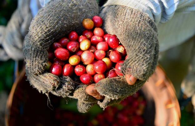 Java, Kayumas Region - Medium Dark Roast - Image 3