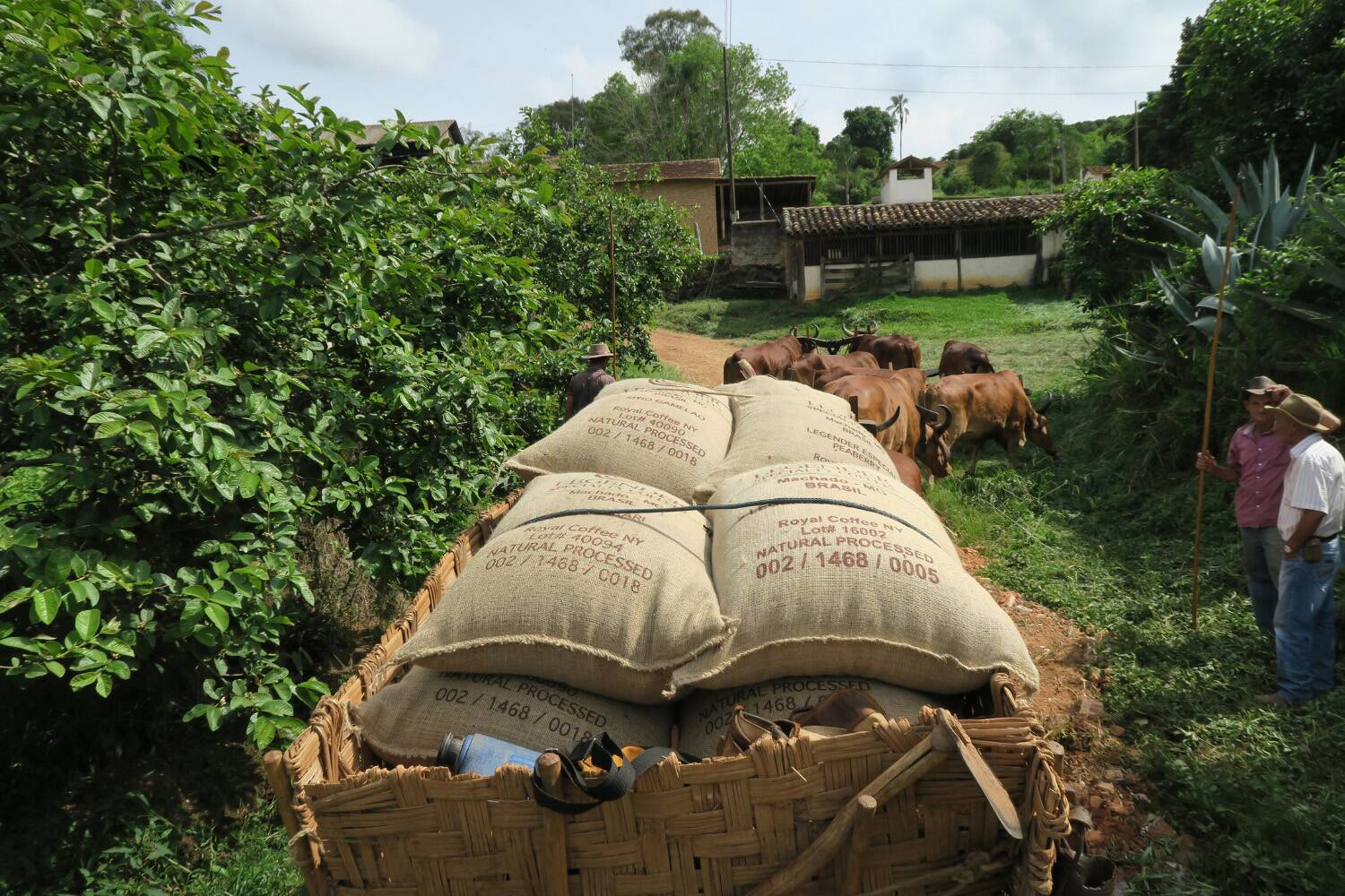 Brazil, Legender Especial, Natural Process - Medium Roast - Image 5