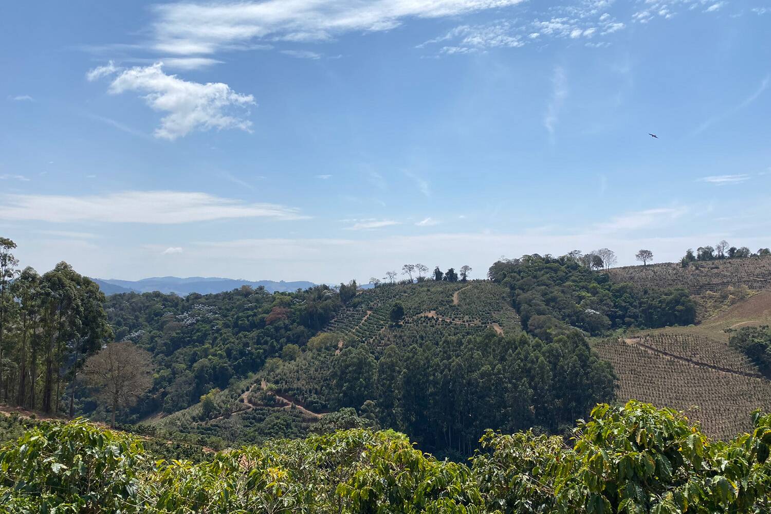 Brazil, Legender Especial, Natural Process - Medium Roast - Image 2