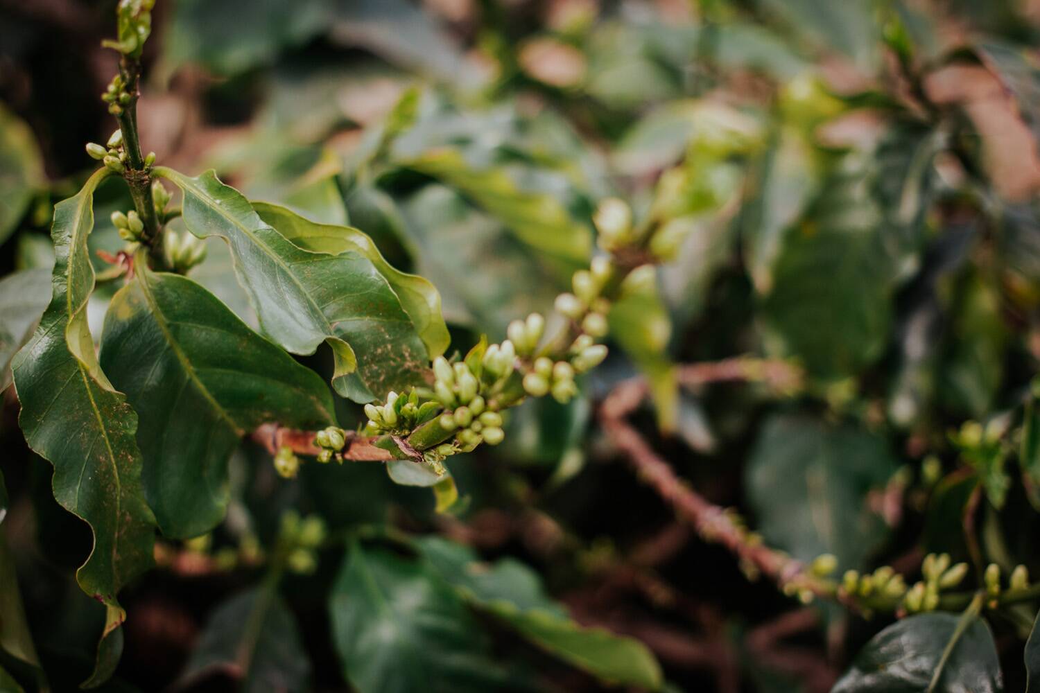 Brazil, Legender Especial, Natural Process - Medium Roast - Image 4
