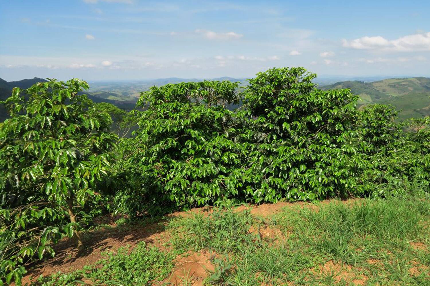 Brazil, Legender Especial, Natural Process - Medium Roast - Image 3