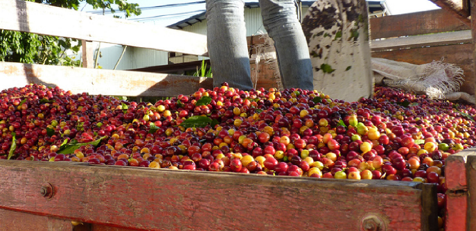 Costa Rica, Finca La Amistad - Medium Light Roast - Image 2