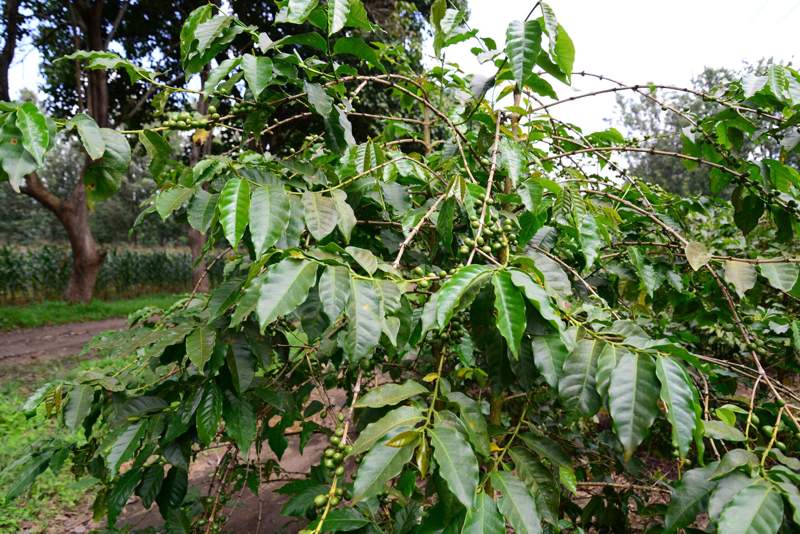 Tanzania, Burka Estate - Medium Roast - Image 2