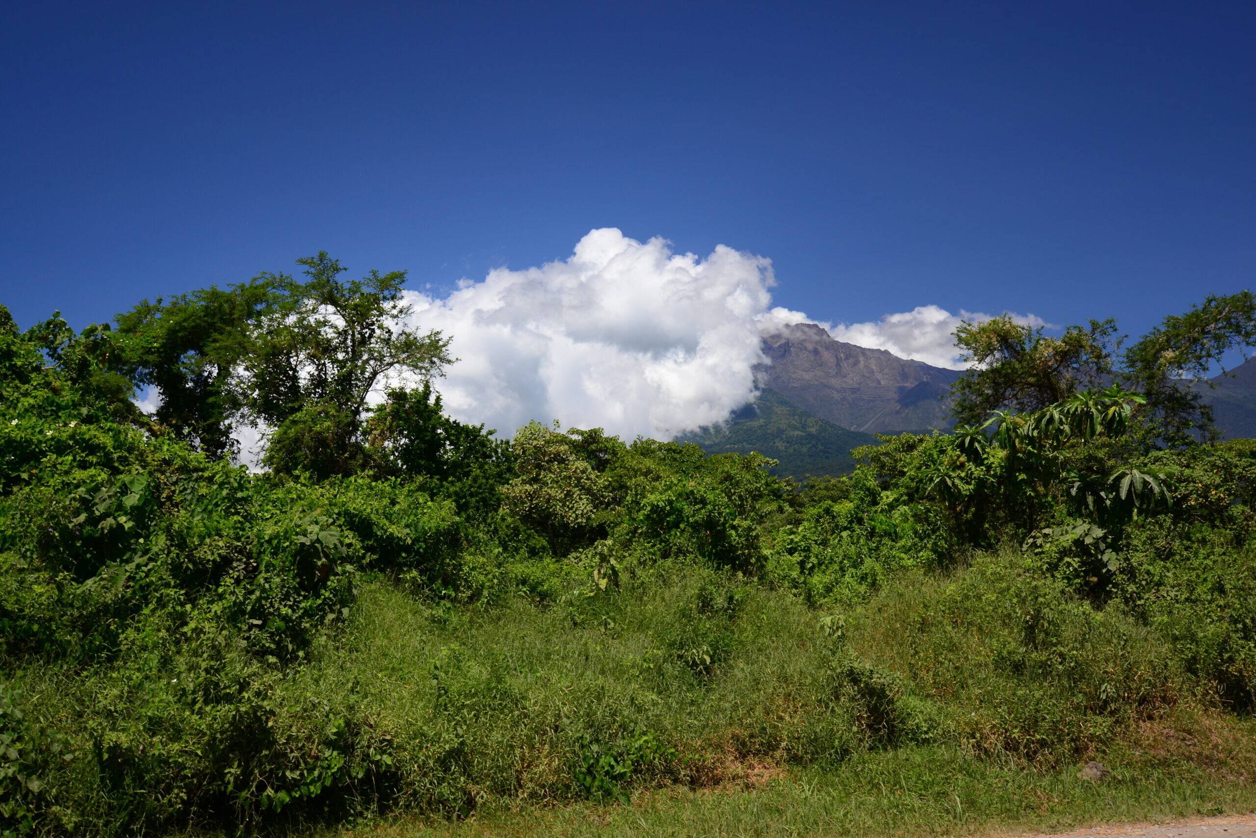 Tanzania, Burka Estate - Medium Roast - Image 3