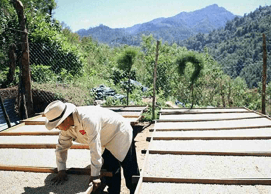 Guatemala, Huehuetenango Region - Medium Roast - Image 3